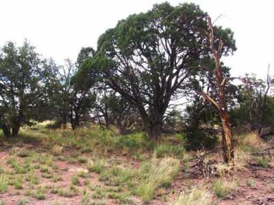 Residential Land For Sale in Datil, New Mexico