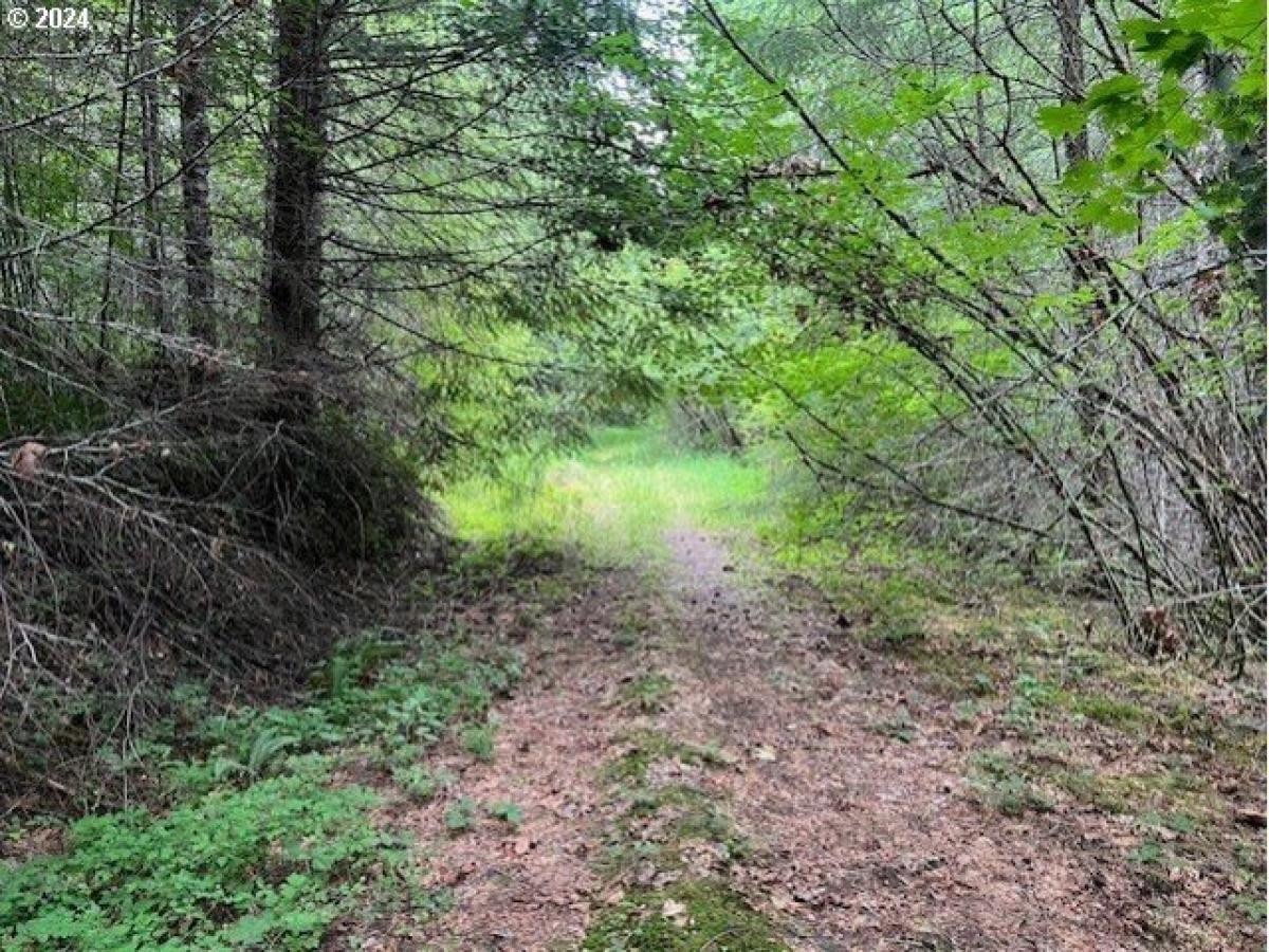 Picture of Residential Land For Sale in Vernonia, Oregon, United States