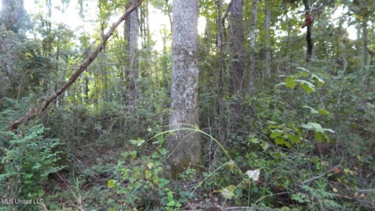 Picture of Residential Land For Sale in Bruce, Mississippi, United States