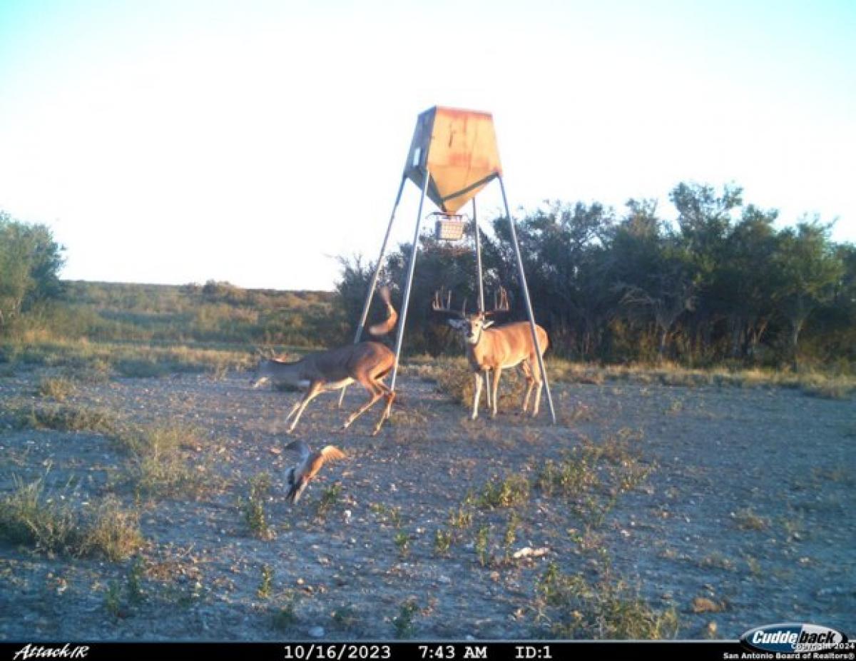 Picture of Residential Land For Sale in Cotulla, Texas, United States