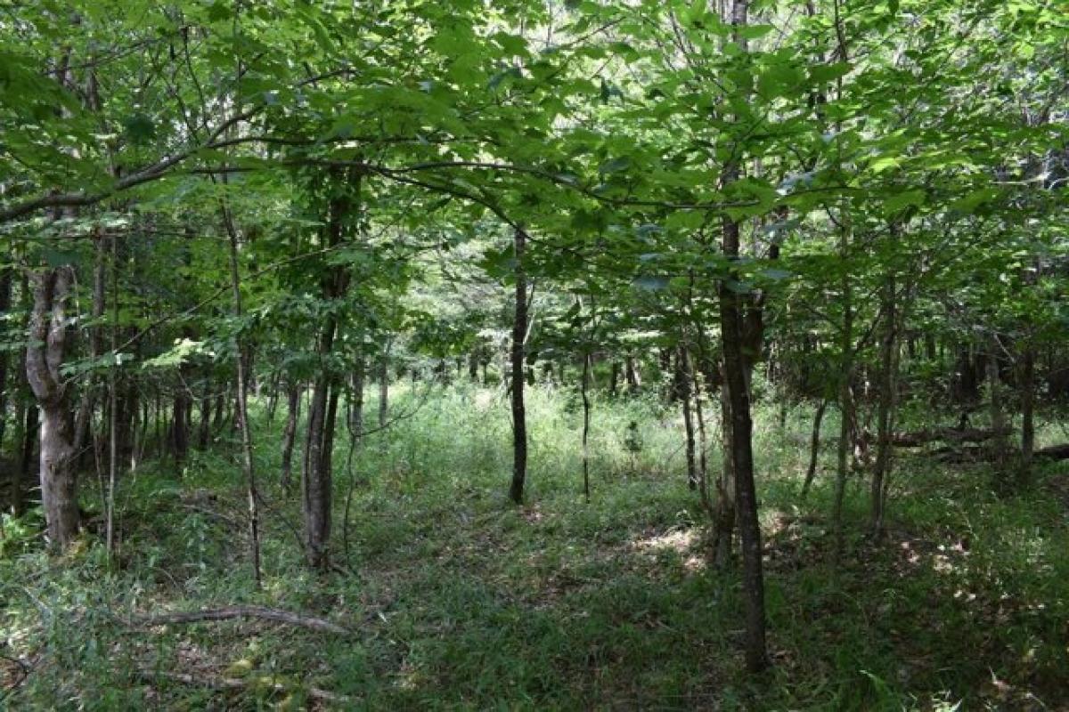 Picture of Residential Land For Sale in Grand Valley, Pennsylvania, United States