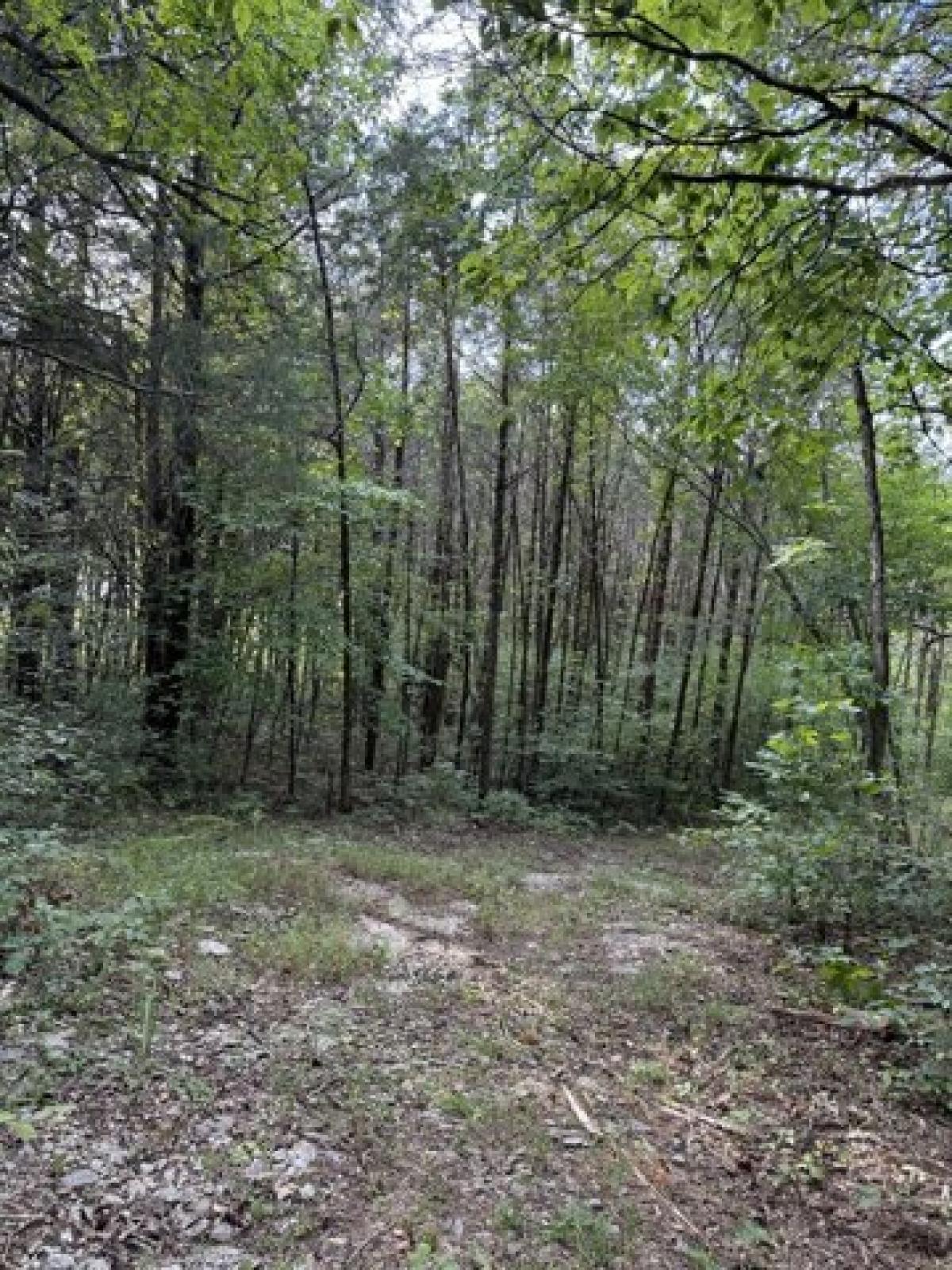 Picture of Residential Land For Sale in College Grove, Tennessee, United States