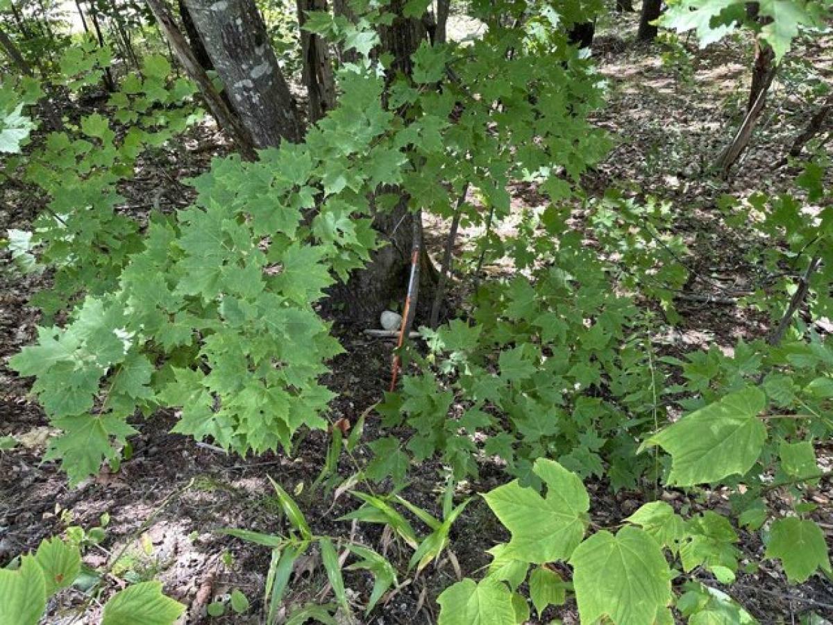 Picture of Residential Land For Sale in Bennington, New Hampshire, United States