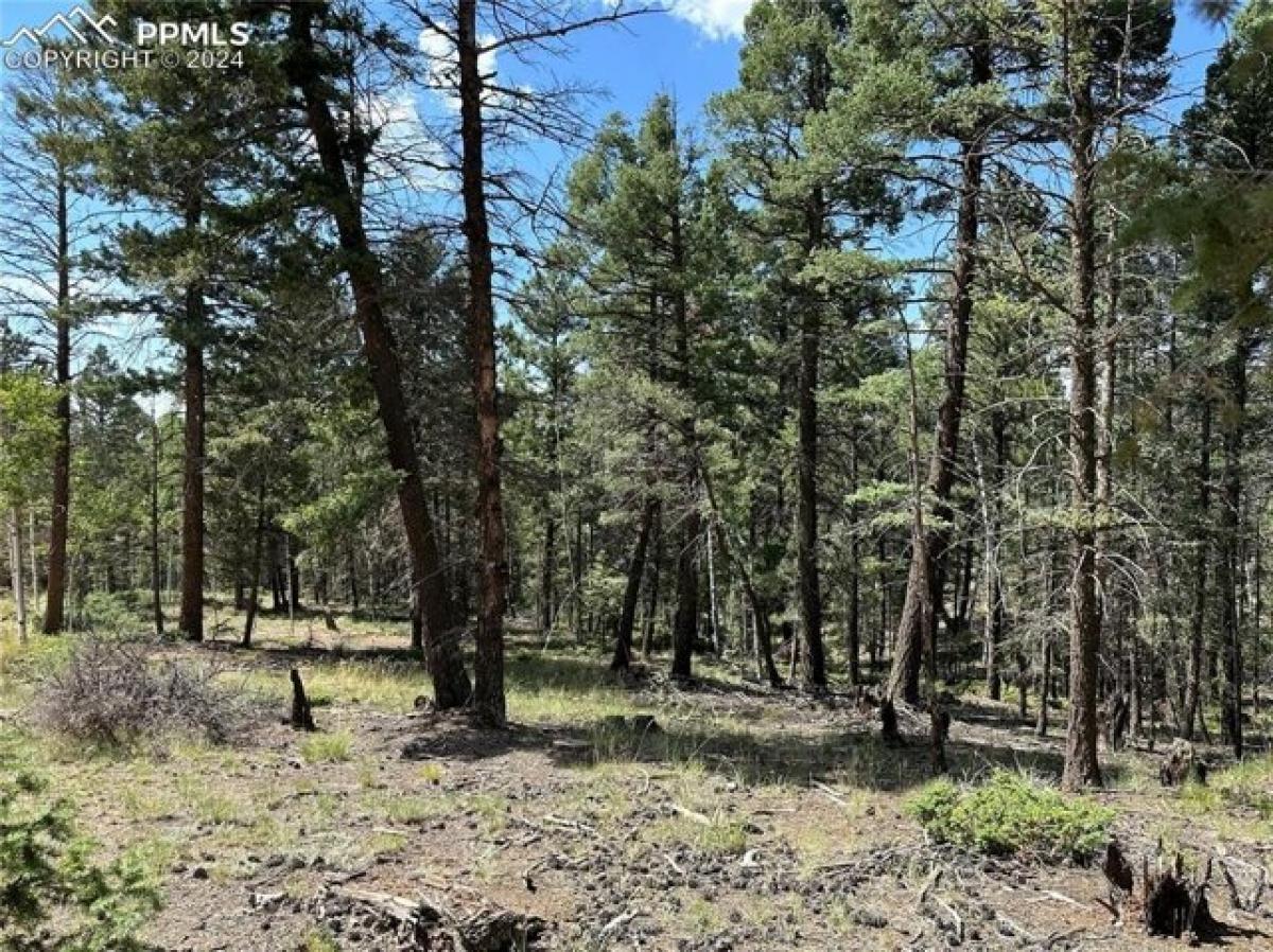 Picture of Residential Land For Sale in Florissant, Colorado, United States