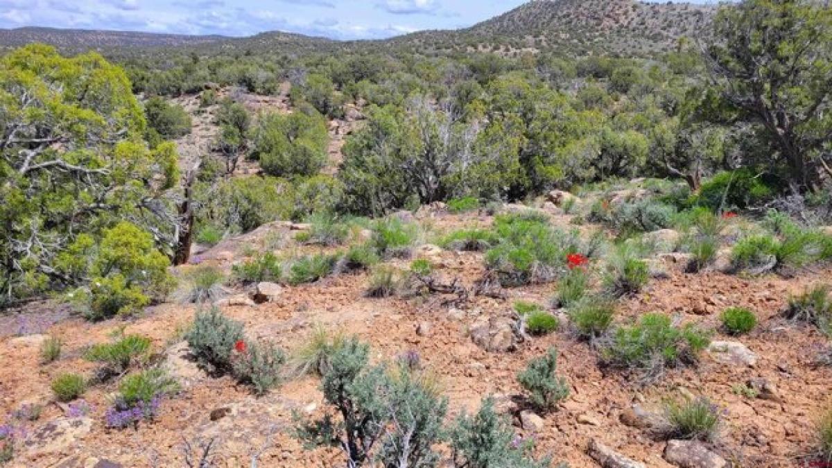 Picture of Residential Land For Sale in Cortez, Colorado, United States