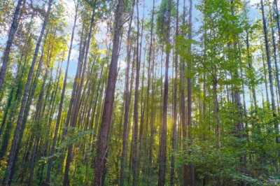 Residential Land For Sale in Pine Grove, Louisiana