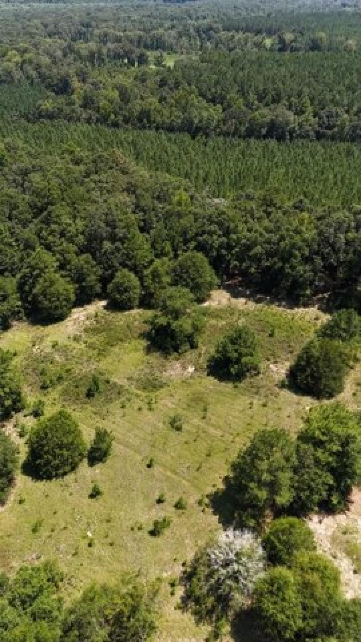 Picture of Residential Land For Sale in Newville, Alabama, United States