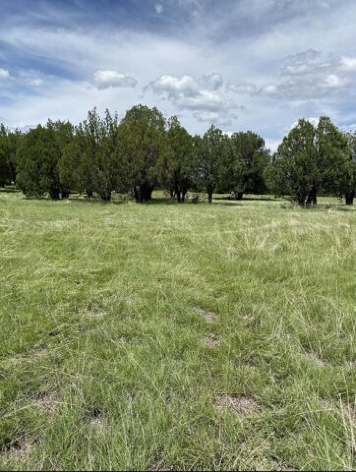 Picture of Residential Land For Sale in Young, Arizona, United States