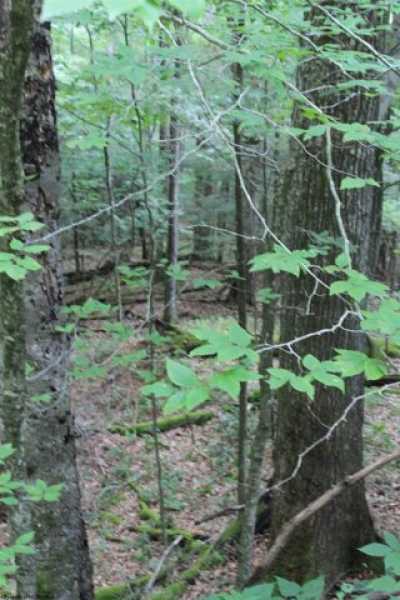 Residential Land For Sale in Hacker Valley, West Virginia