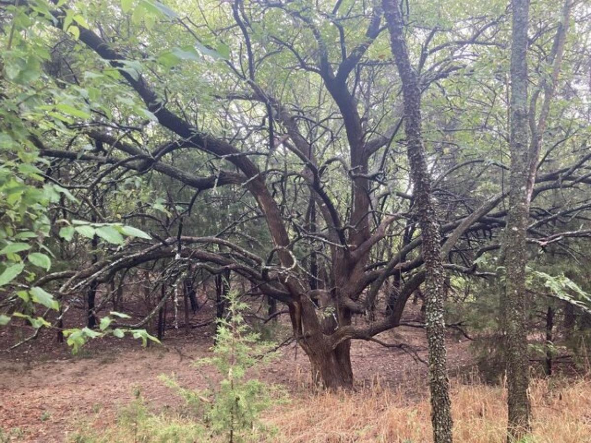 Picture of Residential Land For Sale in Gunter, Texas, United States