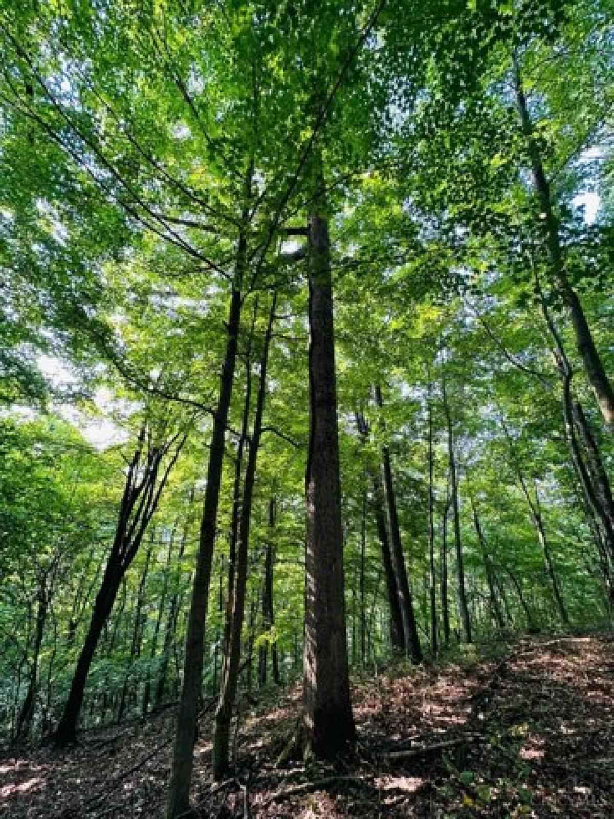 Picture of Residential Land For Sale in Blue Creek, Ohio, United States