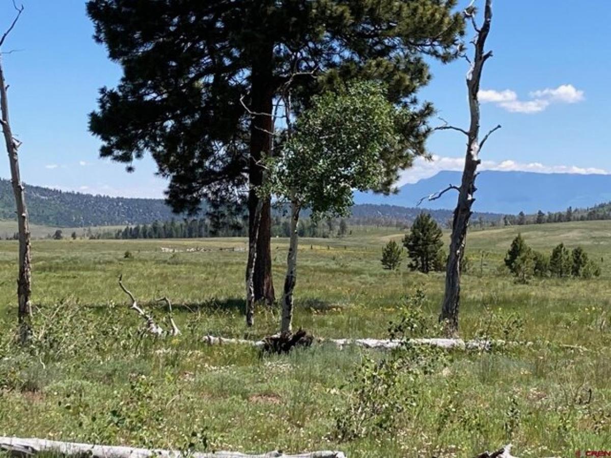 Picture of Residential Land For Sale in Placerville, Colorado, United States