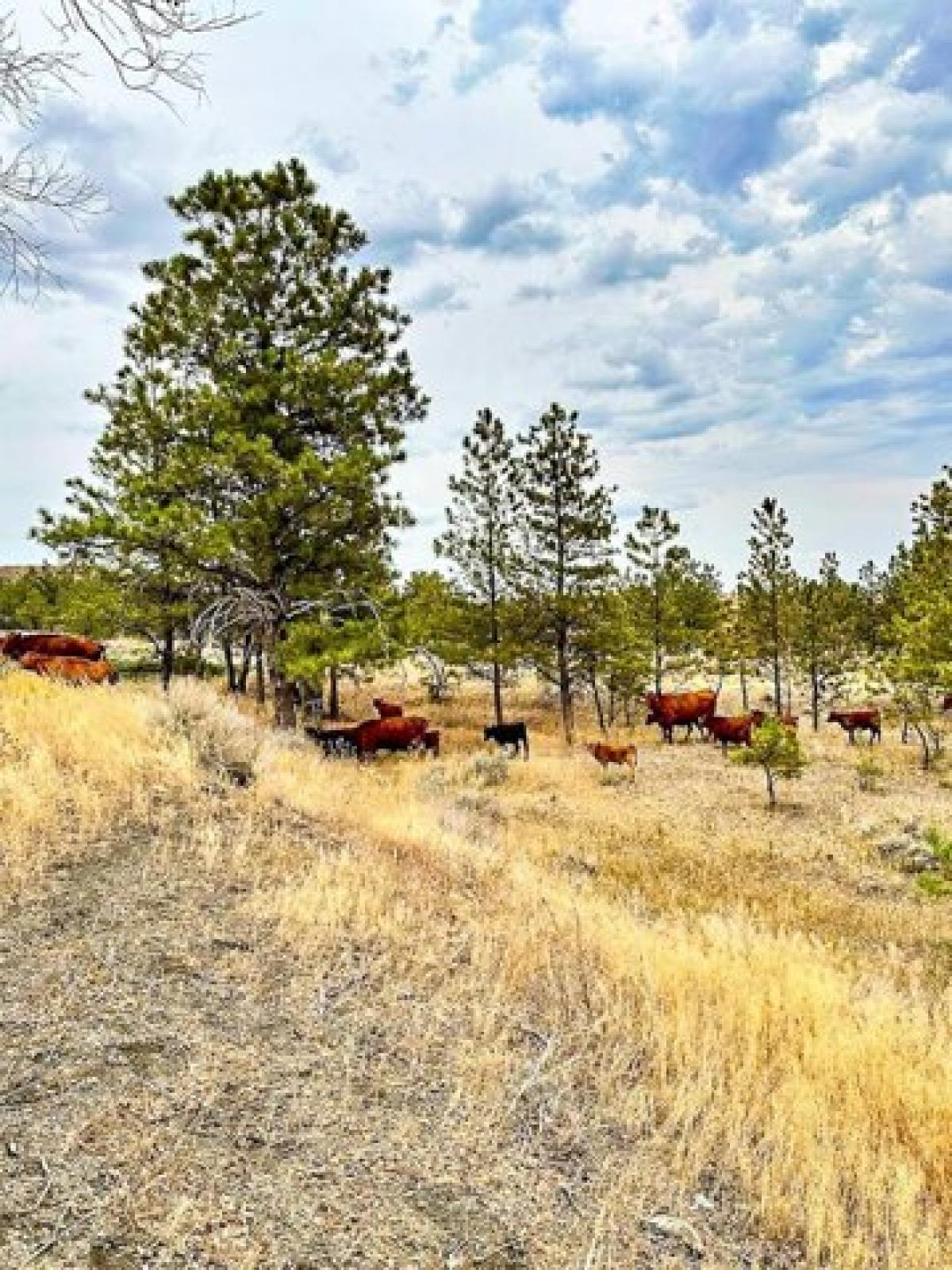 Picture of Residential Land For Sale in Chinook, Montana, United States