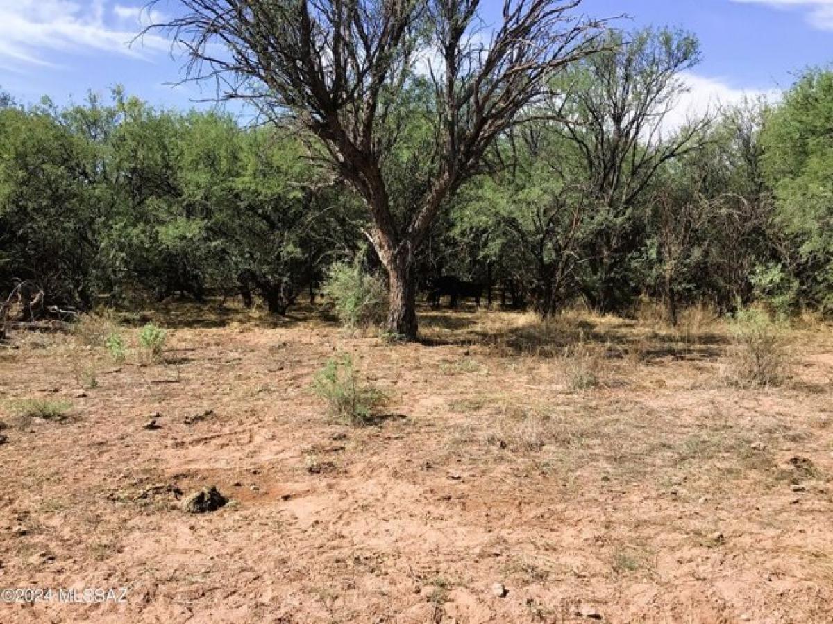 Picture of Residential Land For Sale in Willcox, Arizona, United States