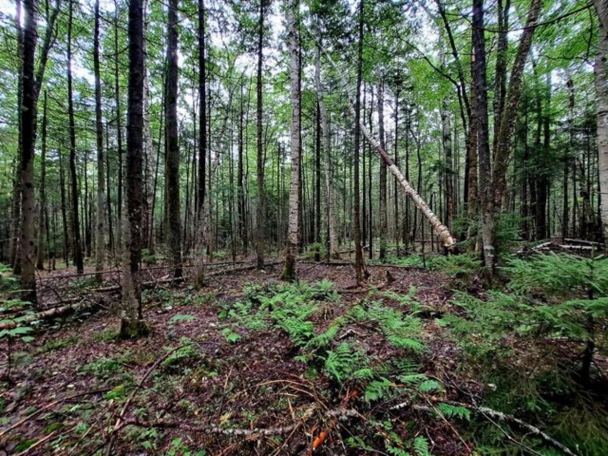 Picture of Residential Land For Sale in Campton, New Hampshire, United States