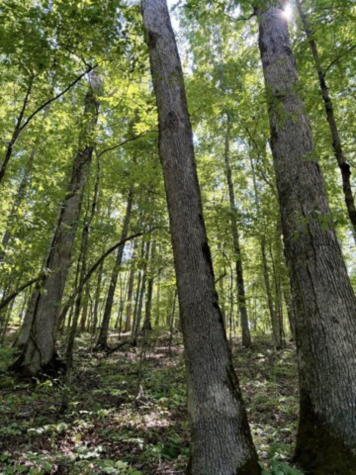 Picture of Residential Land For Sale in Hampshire, Tennessee, United States