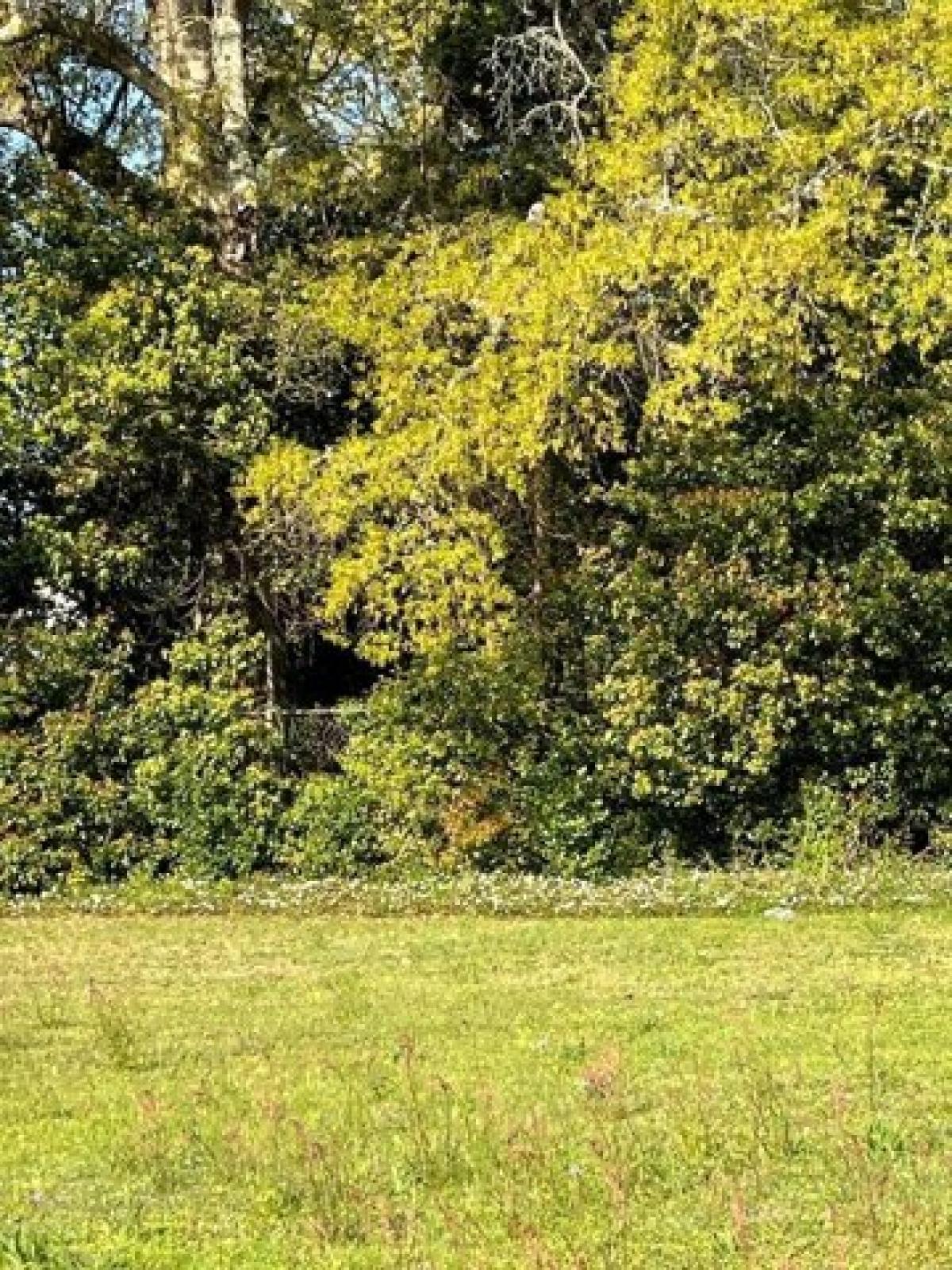 Picture of Residential Land For Sale in Waycross, Georgia, United States