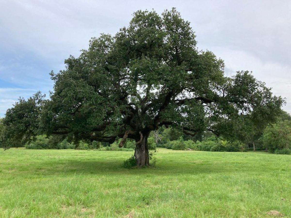 Picture of Residential Land For Sale in Church Point, Louisiana, United States