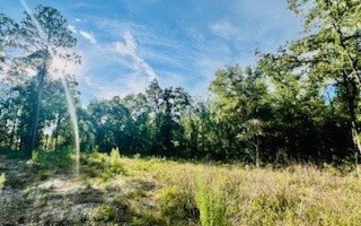 Picture of Residential Land For Sale in Bell, Florida, United States