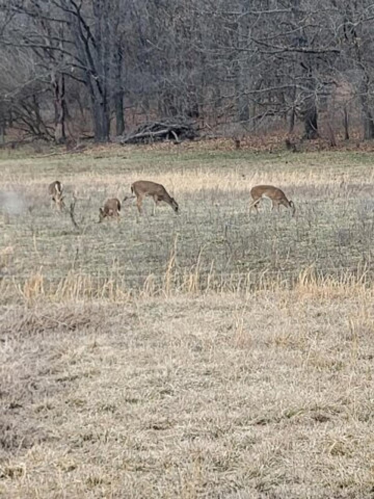 Picture of Residential Land For Sale in Bolivar, Missouri, United States