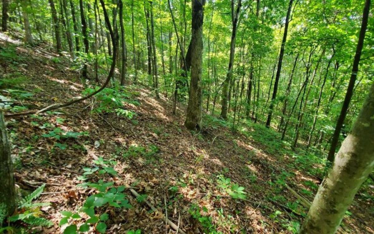 Picture of Residential Land For Sale in Cherry Log, Georgia, United States