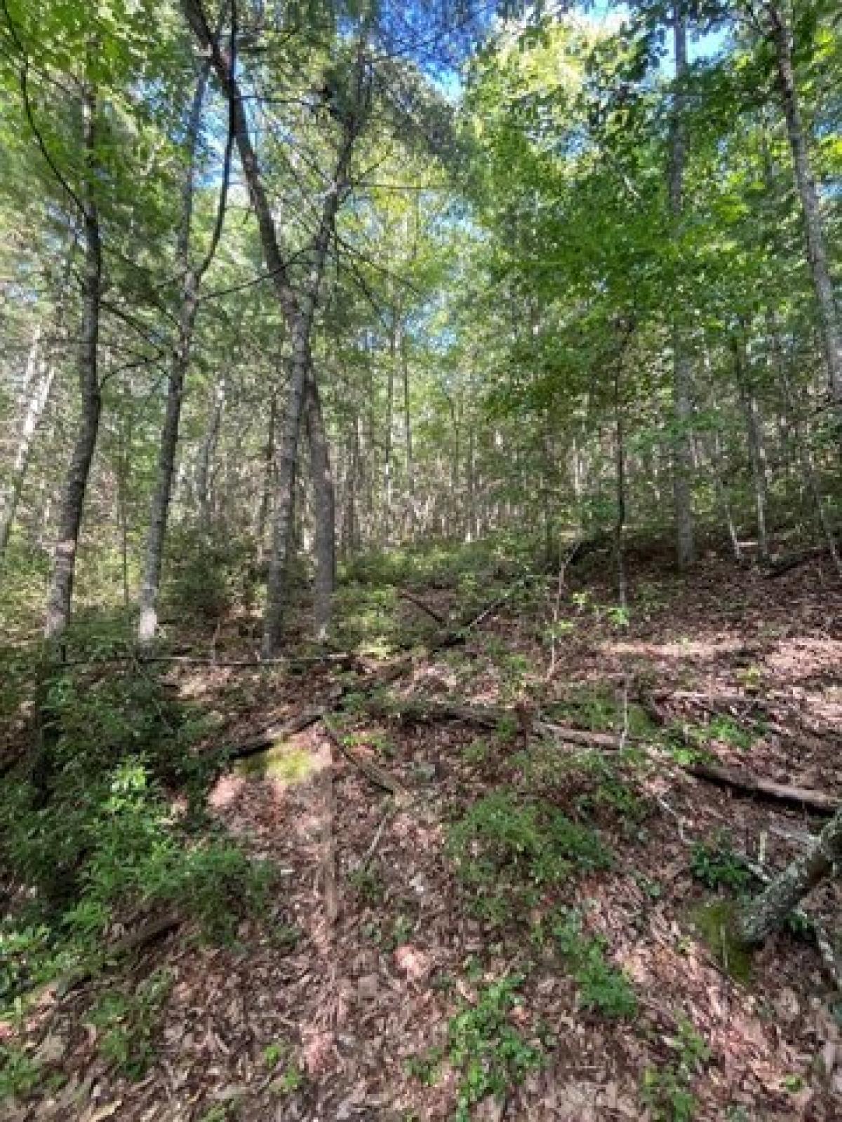 Picture of Residential Land For Sale in Max Meadows, Virginia, United States