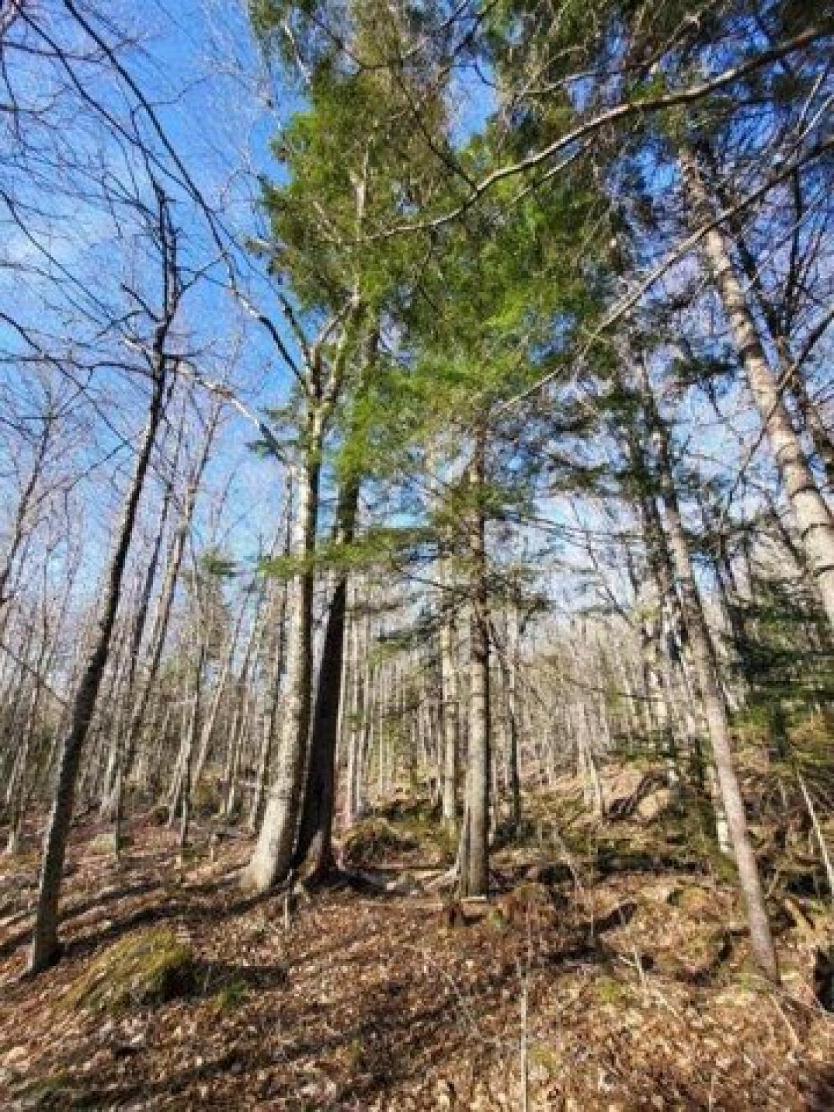 Picture of Residential Land For Sale in Oakfield, Maine, United States