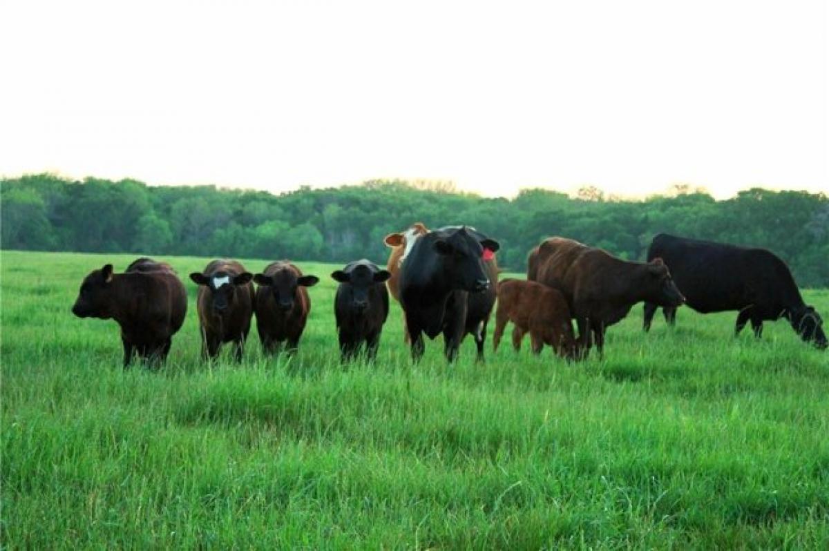 Picture of Home For Sale in Axtell, Texas, United States