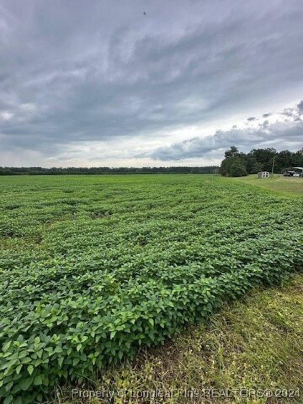 Picture of Residential Land For Sale in White Oak, North Carolina, United States