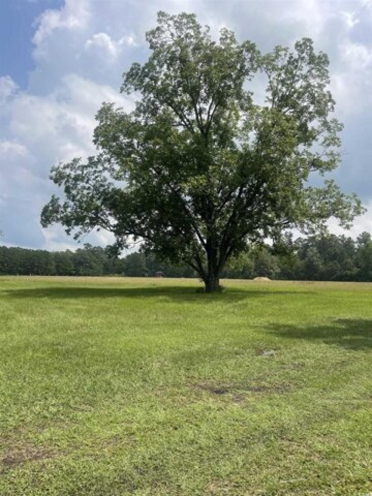 Picture of Residential Land For Sale in Loris, South Carolina, United States