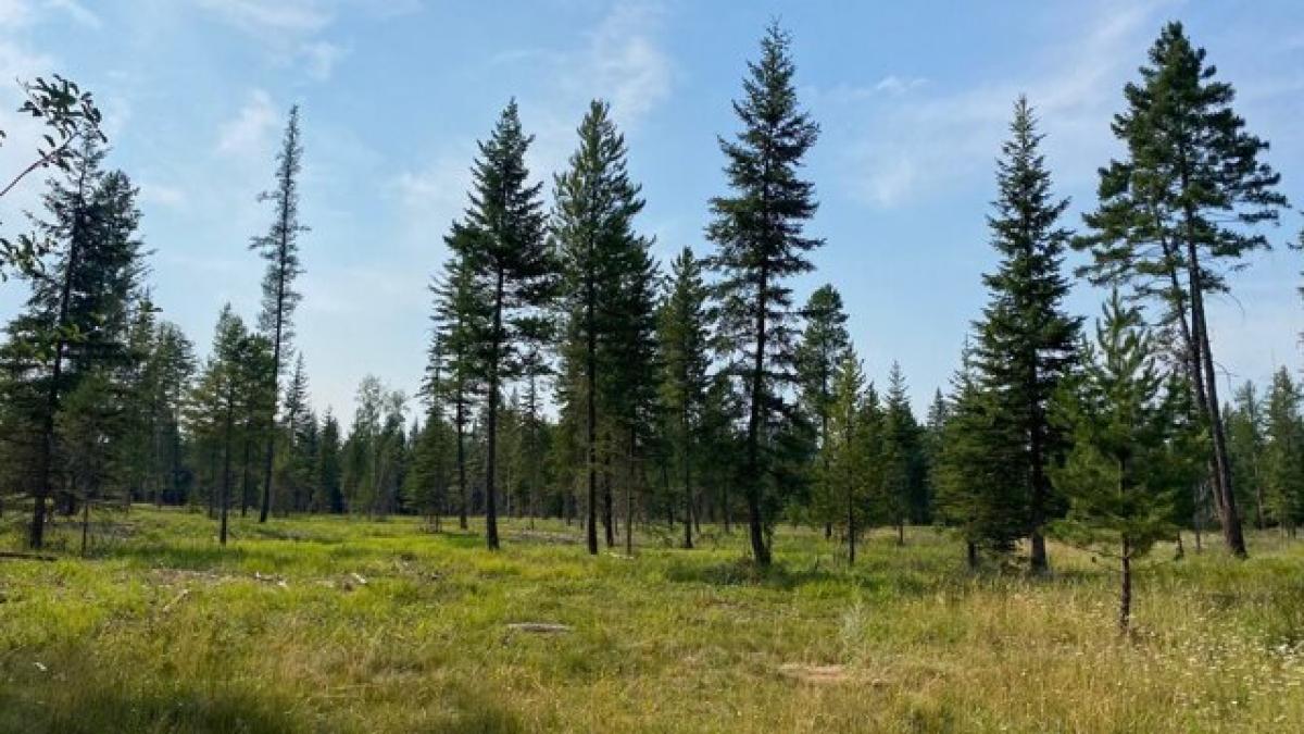 Picture of Residential Land For Sale in Columbia Falls, Montana, United States