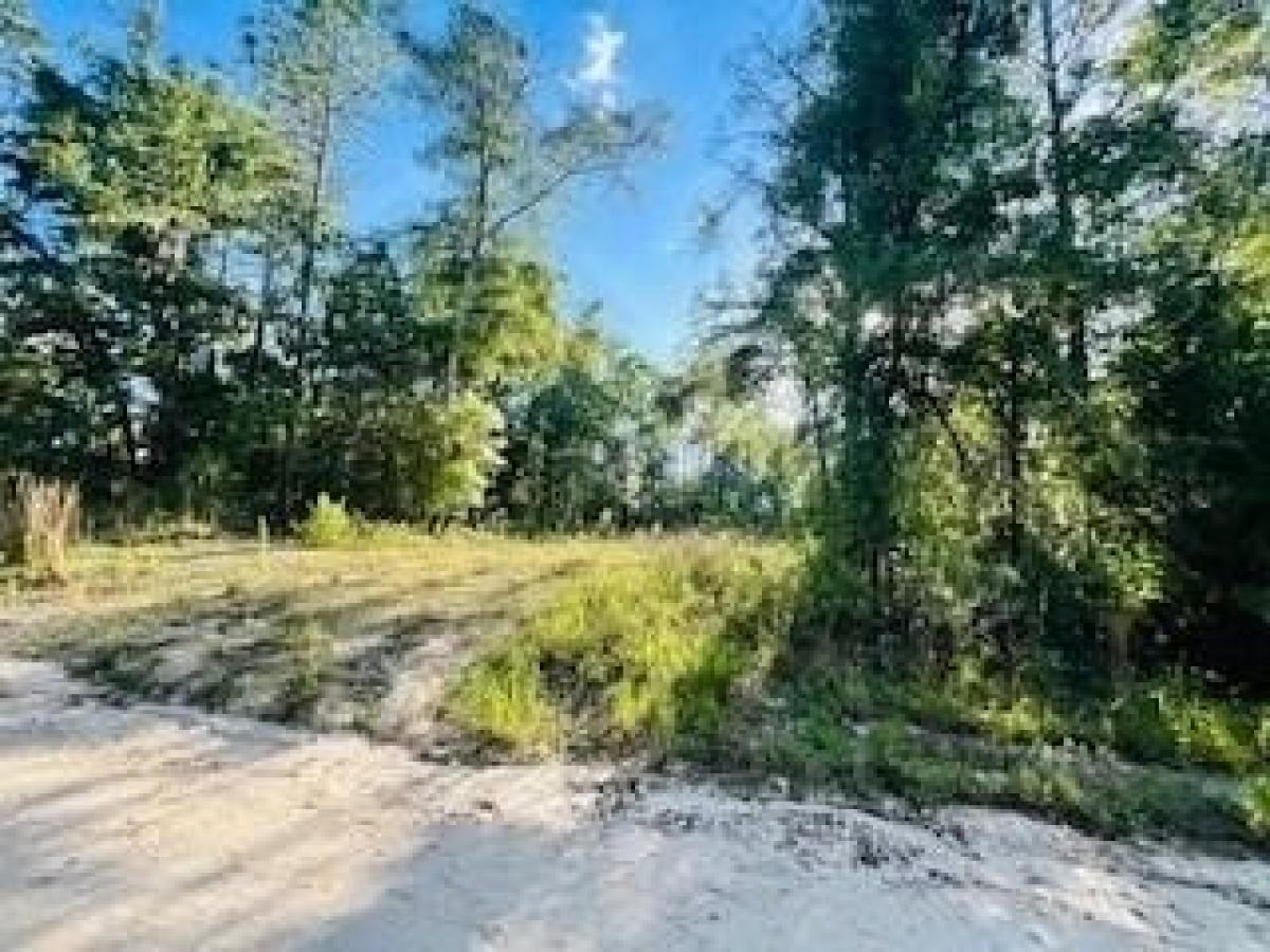 Picture of Residential Land For Sale in Bell, Florida, United States