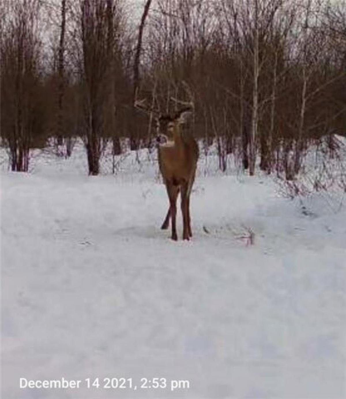 Picture of Residential Land For Sale in Glidden, Wisconsin, United States