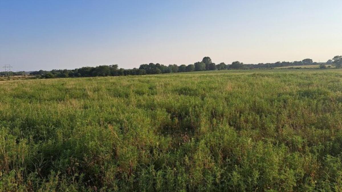 Picture of Residential Land For Sale in Rogersville, Missouri, United States