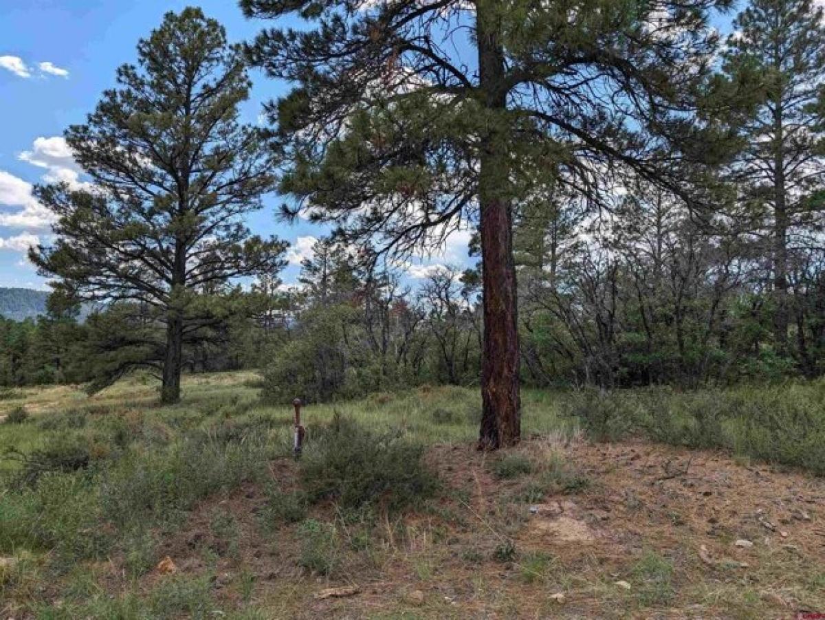 Picture of Residential Land For Sale in Pagosa Springs, Colorado, United States