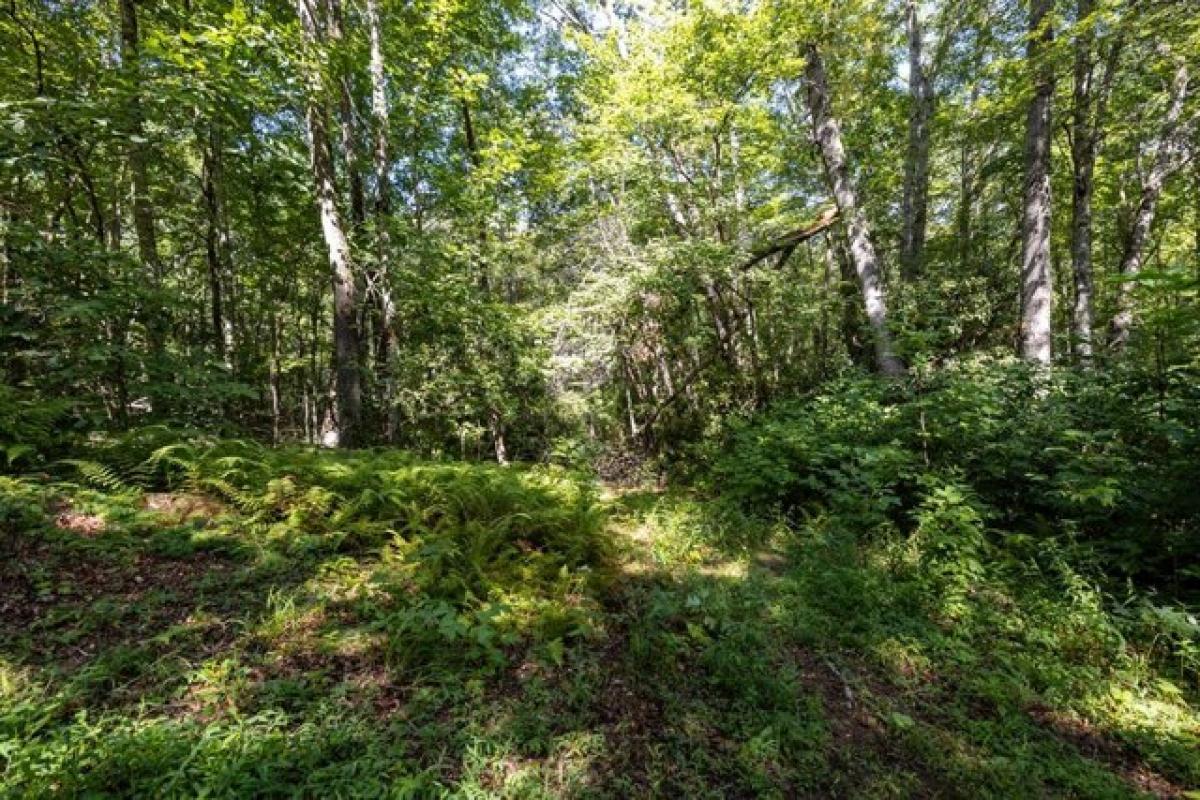 Picture of Residential Land For Rent in Cullowhee, North Carolina, United States