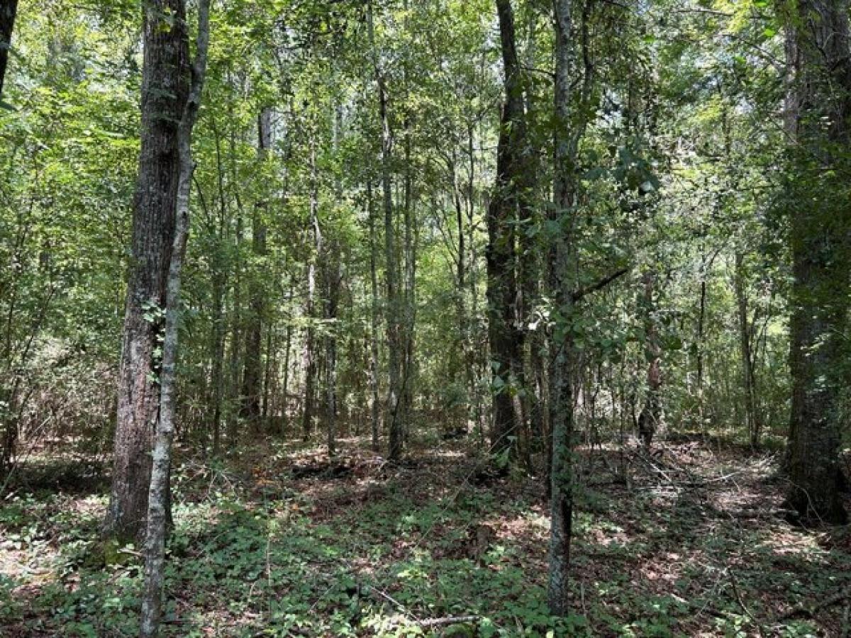 Picture of Residential Land For Sale in Dothan, Alabama, United States