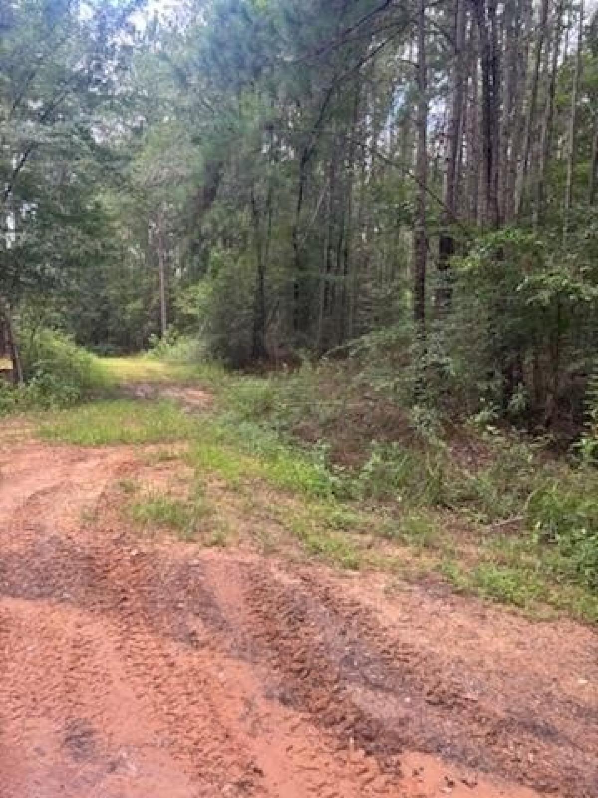 Picture of Residential Land For Sale in Nacogdoches, Texas, United States