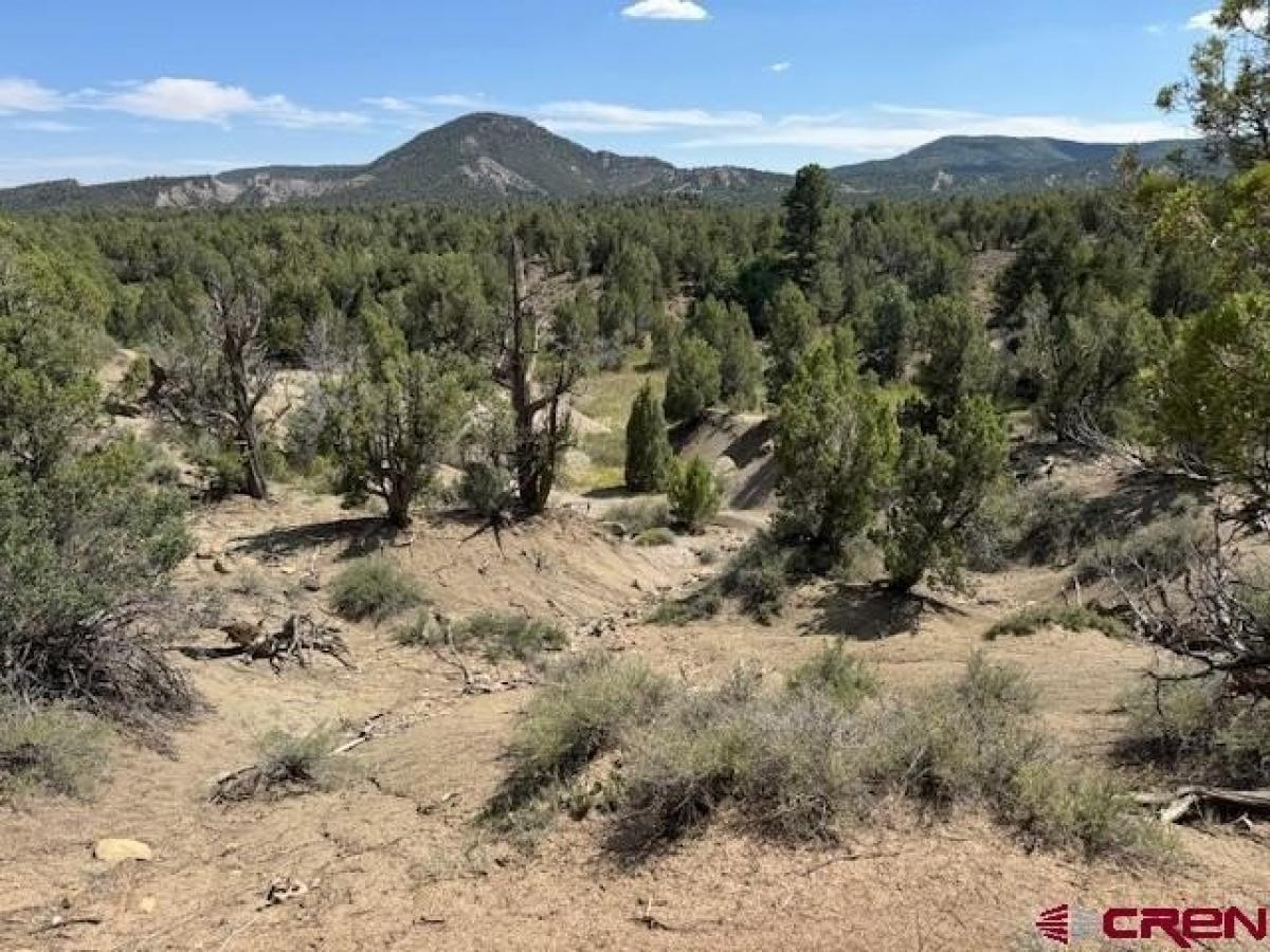 Picture of Residential Land For Sale in Durango, Colorado, United States