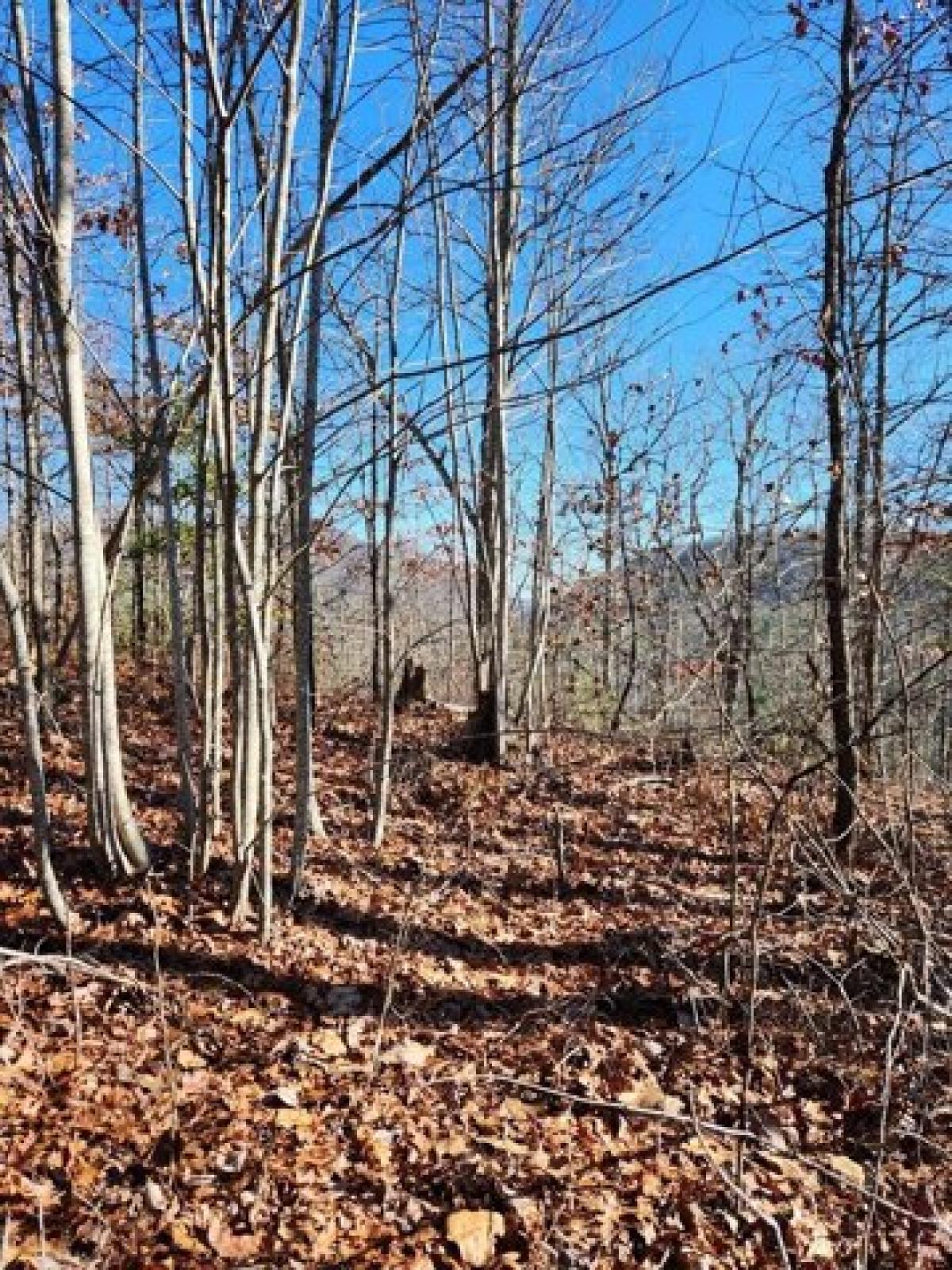 Picture of Residential Land For Sale in Murphy, North Carolina, United States