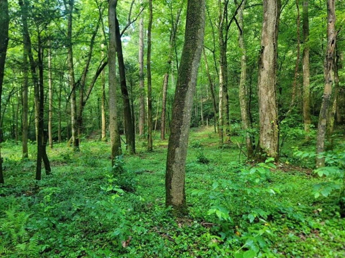 Picture of Residential Land For Sale in Andrews, North Carolina, United States