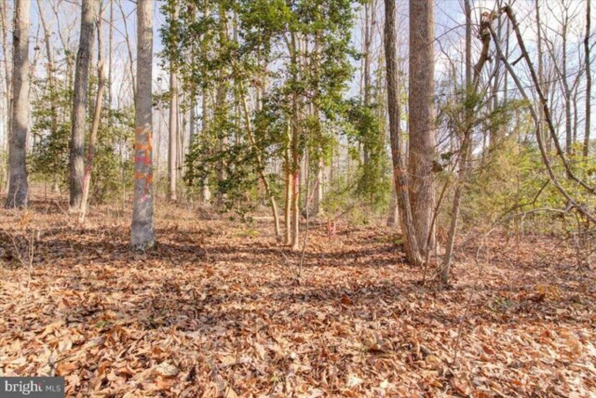 Picture of Residential Land For Sale in Montpelier, Virginia, United States