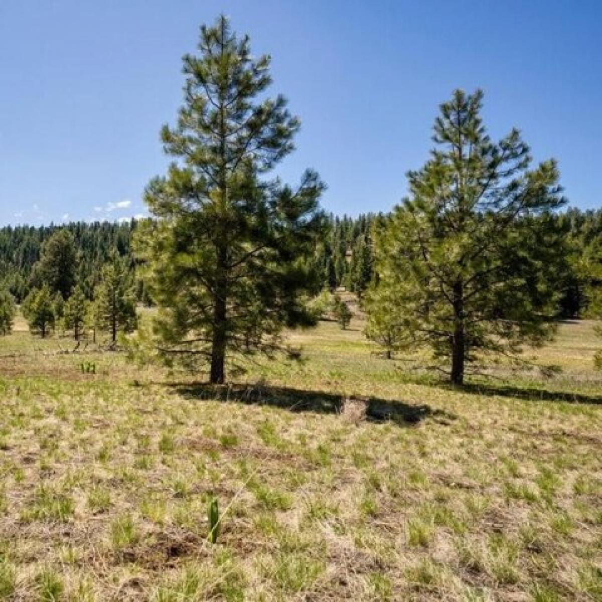 Picture of Residential Land For Sale in McCall, Idaho, United States