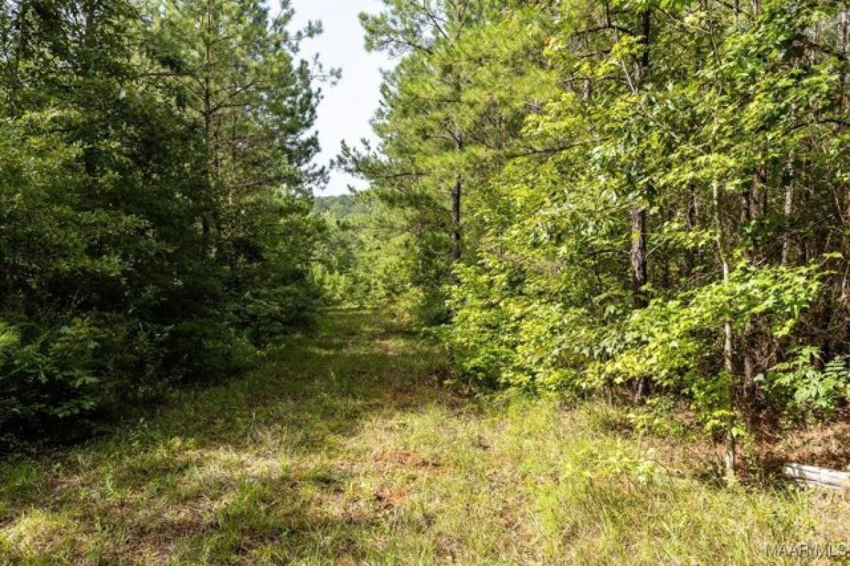 Picture of Residential Land For Sale in Marion, Alabama, United States