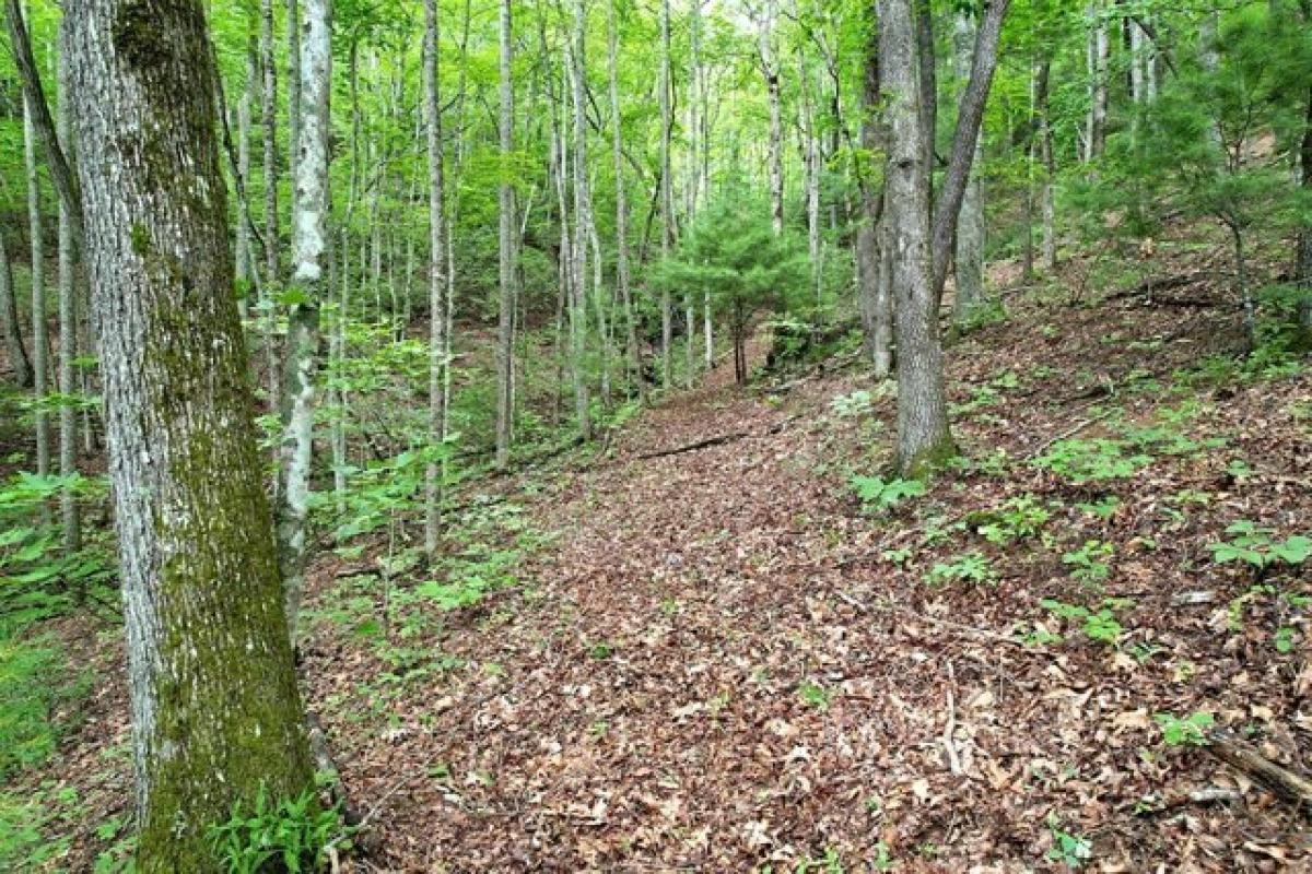 Picture of Residential Land For Sale in Scaly Mountain, North Carolina, United States