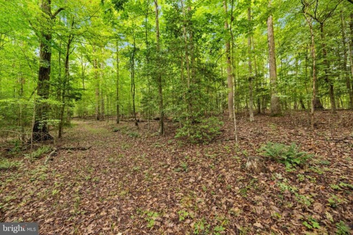 Picture of Residential Land For Sale in Jeffersonton, Virginia, United States