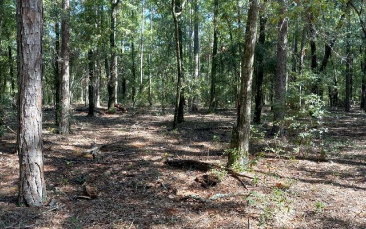 Picture of Residential Land For Sale in Jennings, Florida, United States