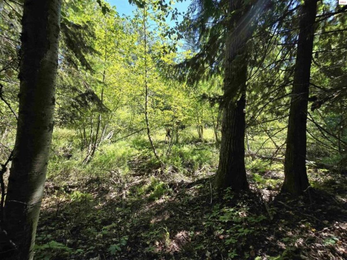 Picture of Residential Land For Sale in Sandpoint, Idaho, United States