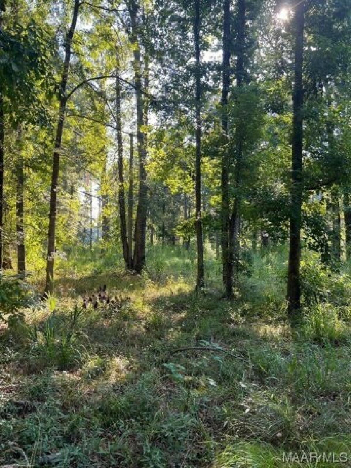 Picture of Residential Land For Sale in Cecil, Alabama, United States