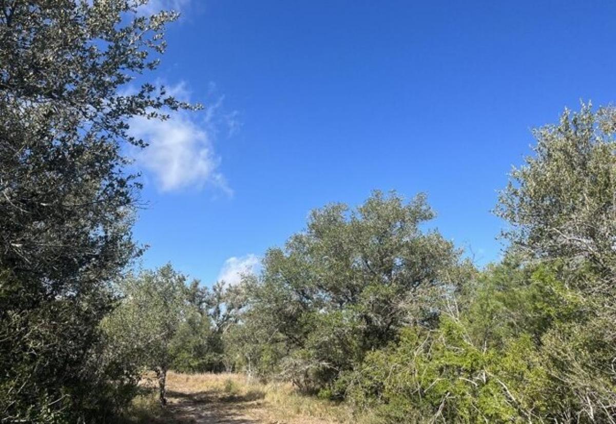 Picture of Residential Land For Sale in Beeville, Texas, United States